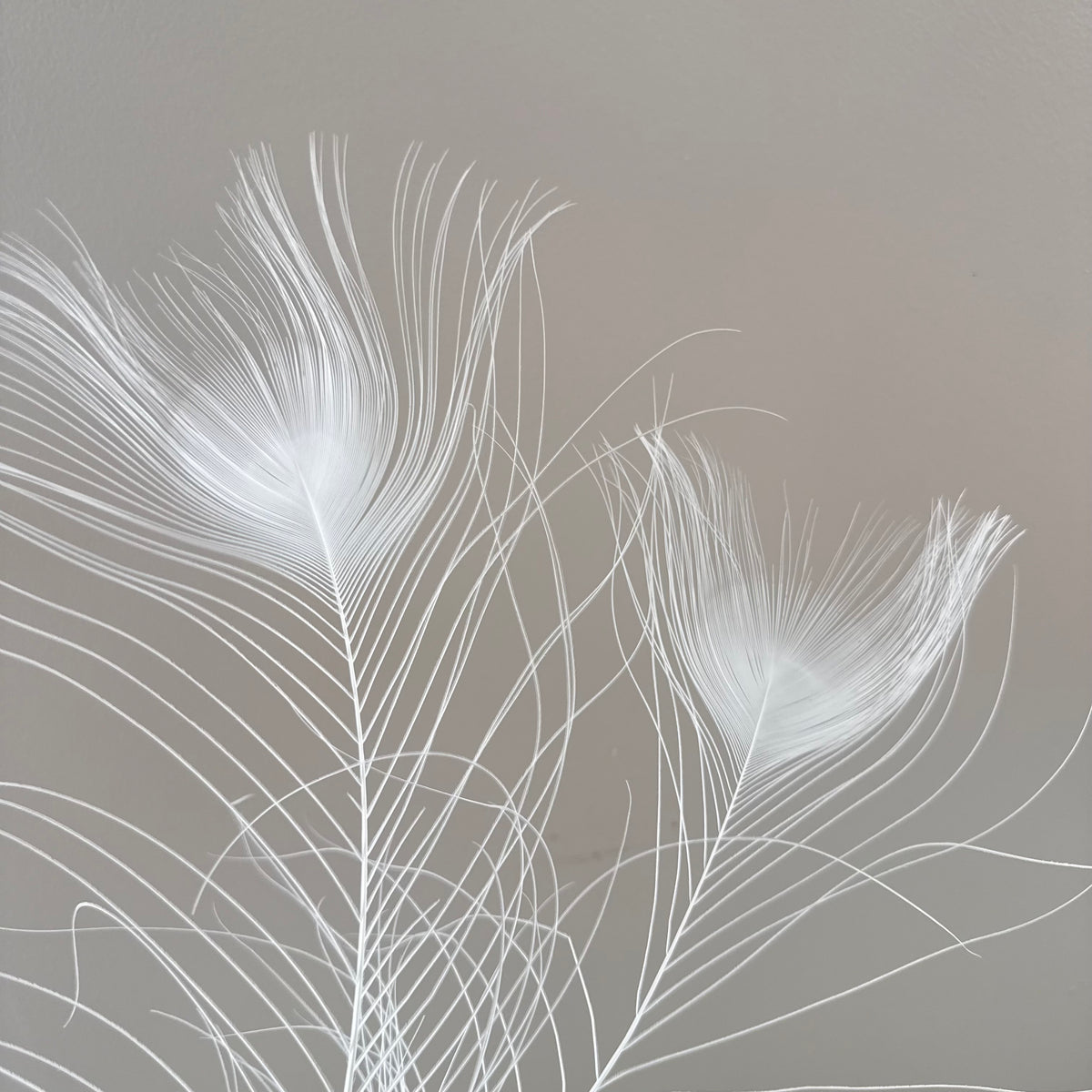 white vase with peacock feathers