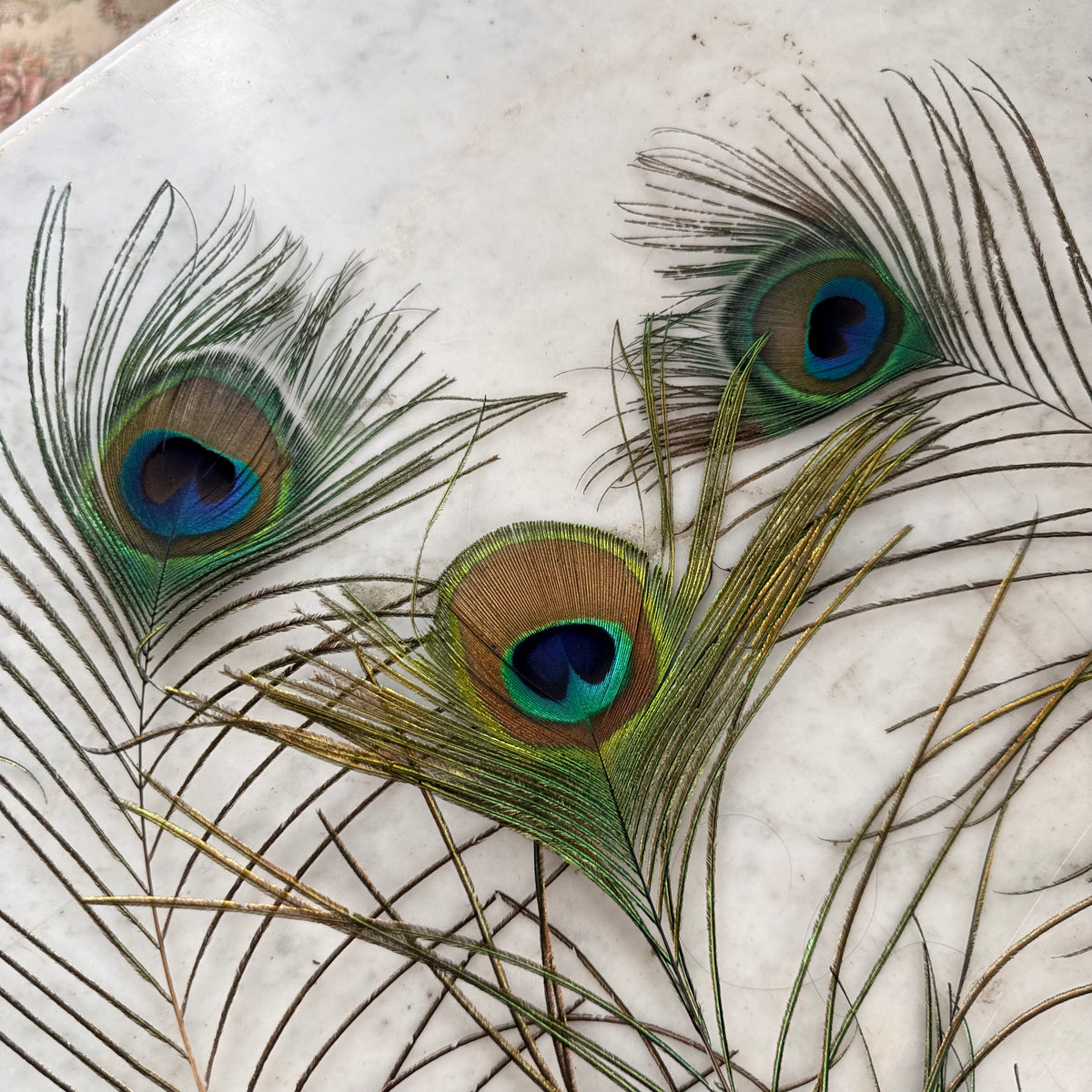 white vase with peacock feathers